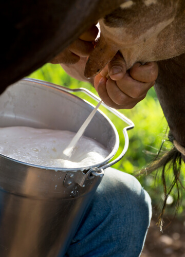 Higher Milk Output