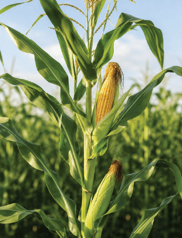 WHOLE MAIZE PLANT