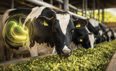Supports healthy rumen function.