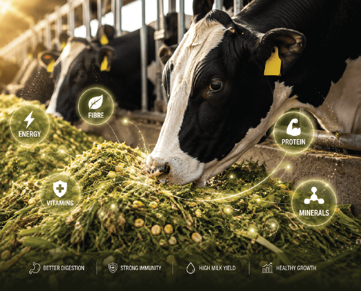 Improved feed conversion