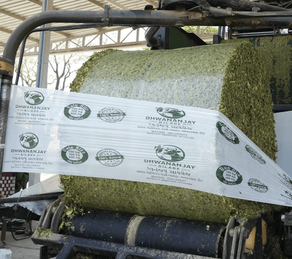 Our Corn Silage Products